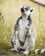 ring lemur - obrazy, fototapety, plakaty