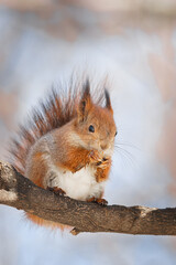 cute young squirrel on tree with held out paw against blurred winter forest in background..