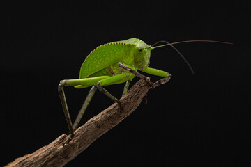 Nymph of a giant green grasshopper. Macro photography of exotic insect on branch. Close-up studio...