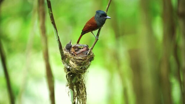 Asian Paradise Flycatcher Raising baby birds in the nest,Bird watching in forest