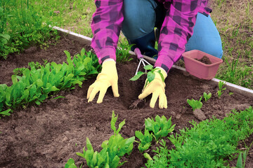 Naklejka premium Gardener seedling young vegetable plant in the fertile soil. Woman's hands in yellow gloves and magenta color shirt is gardening. Female farmer planting pepper in the ground. Organic Cultivation