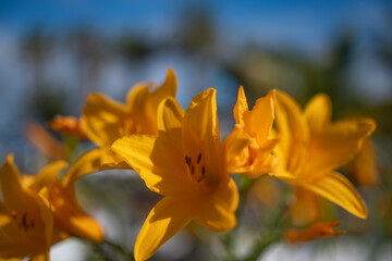 Mostly blurred orange yellow flowers on blue sky background. Yellow daylily