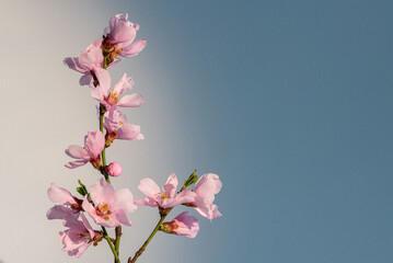 Spring flowers isolated on blue with sun light, with clipping path. Minimalistic style pink spring flowers in white and blue background


