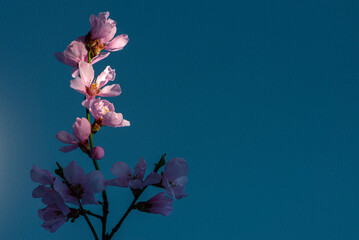 Spring flowers with a spot of light isolated on blue, with clipping path
