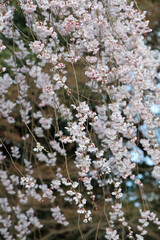 京都御苑近衛邸跡に咲く糸桜