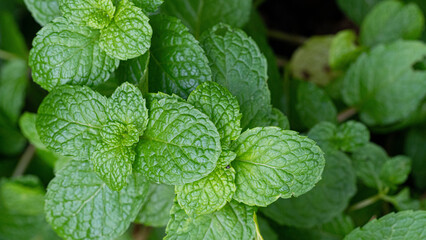 top viwe green mint leaves in plant garden.