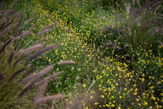 Mostly blurred field of yellow flowers framed with Cats Tail grass and a path