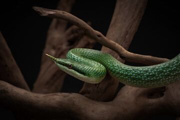 Rhinoceros ratsnake beautifully curved neck. Tropical green non-venomous snake among the branches. Studio shot of exotic pet on black background. High quality horizontal photo of Gonyosoma boulengeri