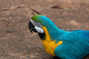 blue and yellow macaw / Brazil