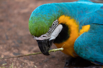 blue and green macaw / Brazil