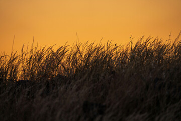 Fototapeta premium shining golden grass in saudi arabia
