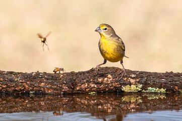 Saffron Finch ,Sicalis flaveola, La Pampa, Argentina.