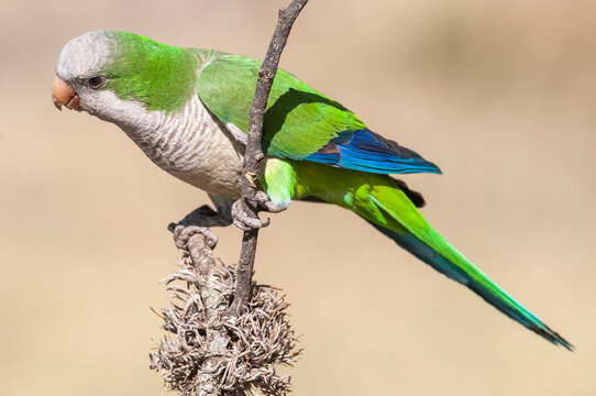 Parakeet,feeding on wild fruits, La Pampa, Patagonia, Argentina