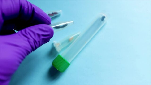 Showing some samples of the different phases of the life cycle of cadaveric fauna collected at crime scenes