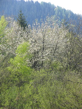 Fruehlingserwachen in Feld, Wald und Flur. Thueringen, Deutschland, Europa  -Spring awakening in fields, forests and fields. Thuringia, Germany, Europe