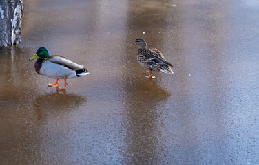 Ducks on the ice of a frozen lake.
