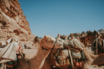 Fototapeta premium camel in the desert