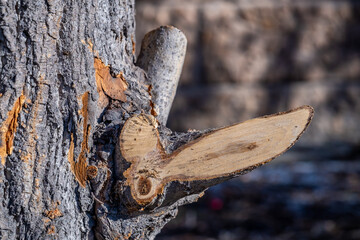 A knot on the trunk of a tree.A sawn branch on the trunk .