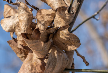 Dry autumn leaves on a tree close-up.