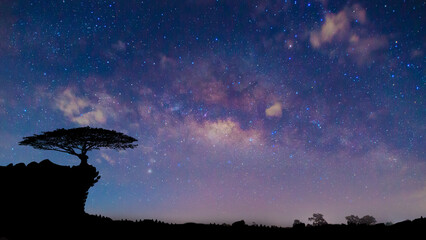 Tree silhouette on a milky way background.