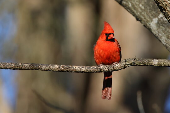 Male northern cardinal perched on a limb, on sunny day, blue skies, blurry background. 