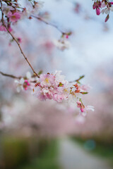 Cherry blossoms. Park with pink flowers on the trees. Spring.