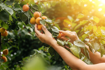 A woman farmer harvests apricots from a tree