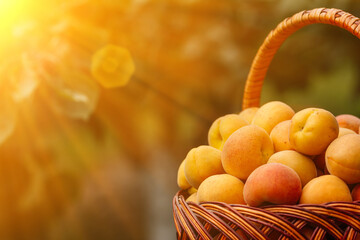 A woman farmer harvests apricots from a tree