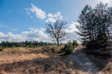 landscape with trees