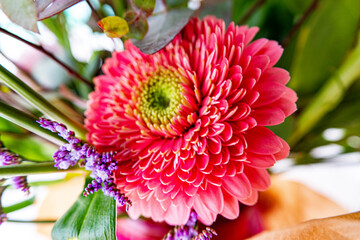 red dahlia flower