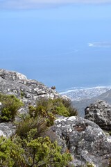 Fototapeta na wymiar Tafelberg, dassis 