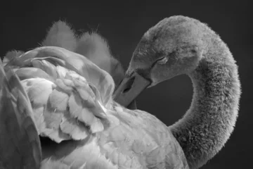 Foto op Aluminium Greyscale closeup shot of a swan © Mig Schwarz/Wirestock Creators