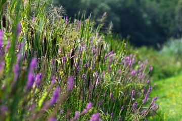 Closeup of lavenders in a field