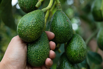 Peterson avocado fruit on tree.