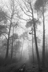 Vertical grayscale shot of a dark mysterious forest with tall trees in fog