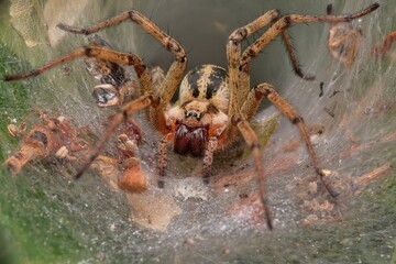 Macro shot of a big spider in it's web on the blurred background