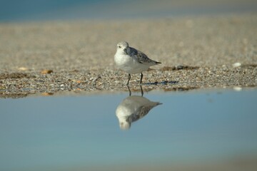 View of a beautiful Sanderling with reflection on water during sunrise