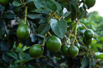 Peterson avocado fruit on tree.