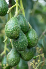 Peterson avocado fruit on tree