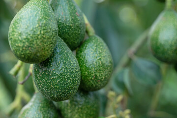 Peterson avocado fruit on tree