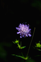 Fototapeta na wymiar thistle flower on black