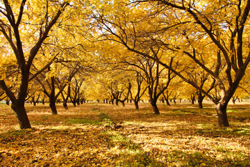 autumn trees in apricot garden