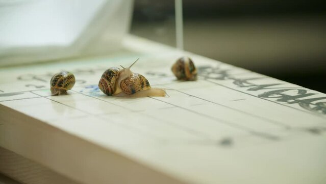 Closeup of snails slowly crawling on a board - a race of snails