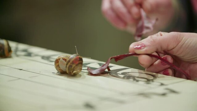 Closeup of people playing with snails on a board - a race of snails