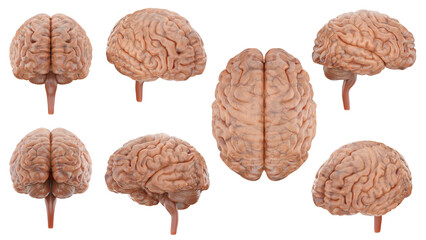 3D model and rendering realistic brain set all view include alpha path.
