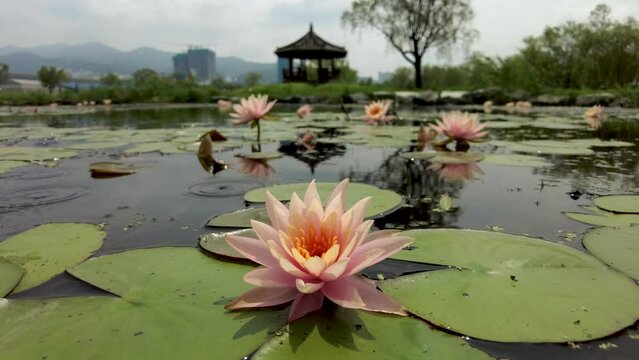 Lotus flower blooming in Samrak Park in Busan, South Korea, Asia
