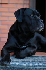 Black cane corso dog.  Pet. Dog. Animal. Cane corso.  