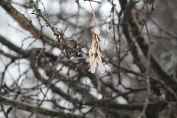 Maple Tree Seeds
