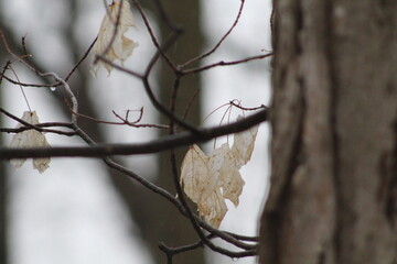 branches of a willow
