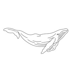 Vector isolated one single swimming whale side view colorless black and white contour line easy drawing